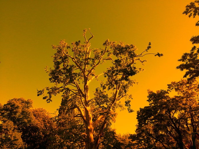Symbolbild Natur mit Farbfilter (eigene Aufnahme)